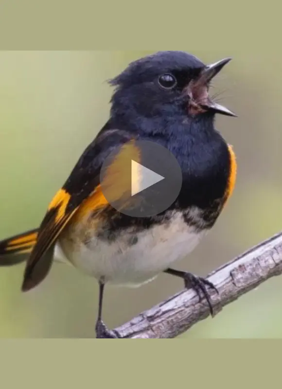 American Redstart